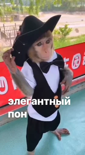 💀 Стикер «абизяна пони 3» для Telegram