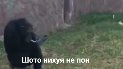 💀 Стикер «абизяна пони 3» для Telegram