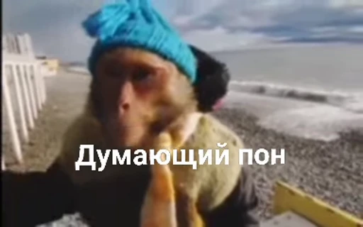 💀 Стикер «абизяна пони 3» для Telegram