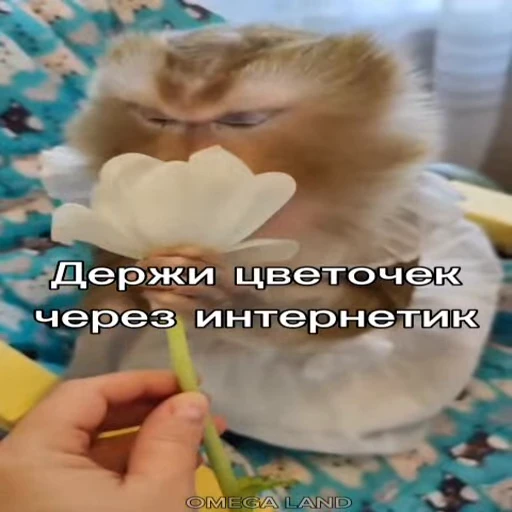 🐵 Стикер «Обезьяны ПОН» для Telegram