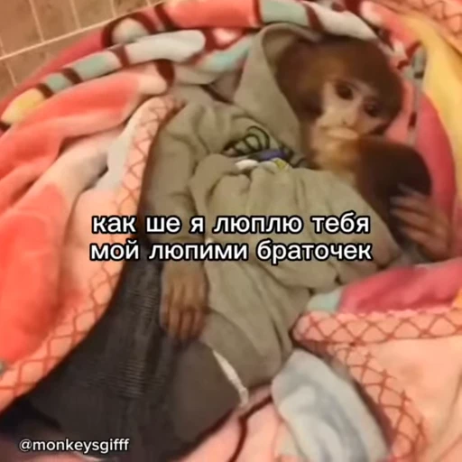🐵 Стикер «Обезьяны ПОН» для Telegram