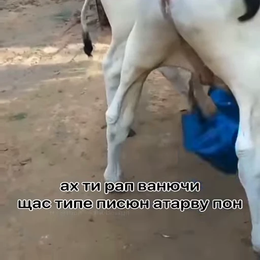 🐵 Стикер «Обезьяны ПОН» для Telegram
