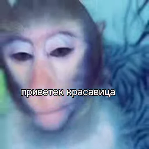 🐵 Стикер «Обезьяны ПОН» для Telegram