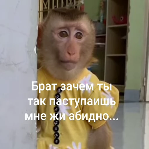 🐵 Стикер «Обезьяны ПОН» для Telegram