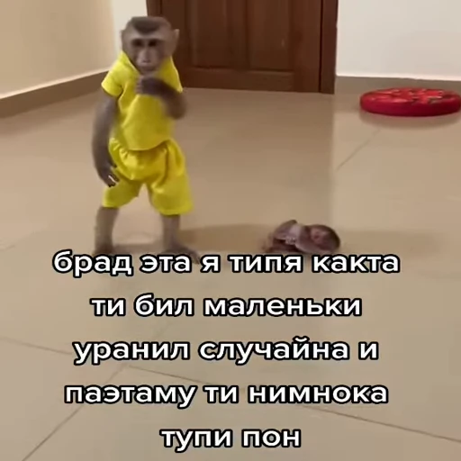 🐵 Стикер «Обезьяны ПОН» для Telegram
