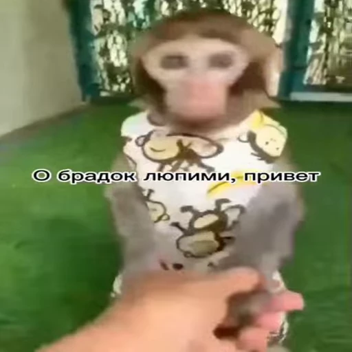 🐵 Стикер «Обезьяны ПОН» для Telegram