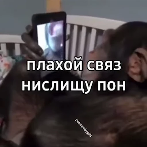 🙉 Стикер «Обезьяны ПОН» для Telegram