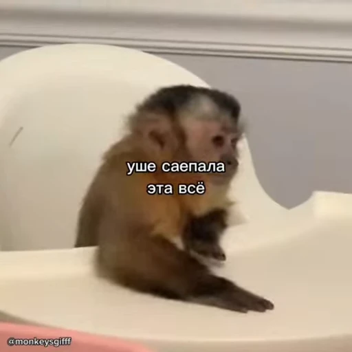 🐵 Стикер «Обезьяны ПОН» для Telegram