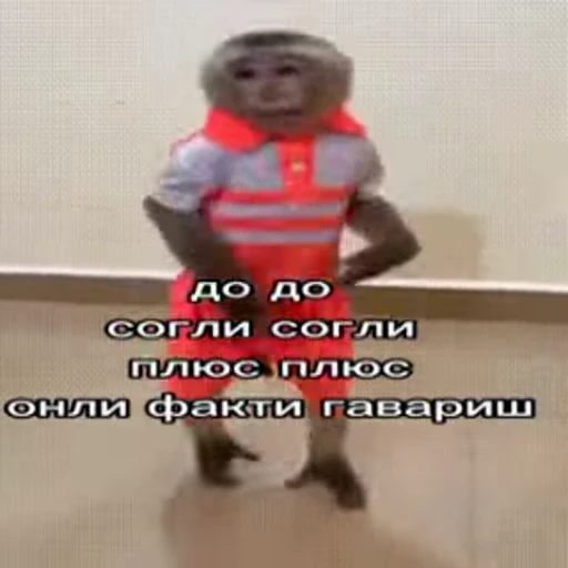 🐵 Стикер «Обезьяны ПОН» для Telegram