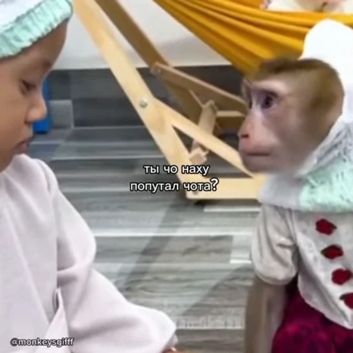 🐵 Стикер «Обезьяны ПОН» для Telegram