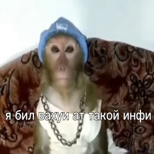 🐵 Стикер «Обезьяны ПОН» для Telegram