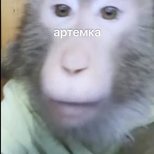 😛 Стикер «Обезьяны ПОН» для Telegram
