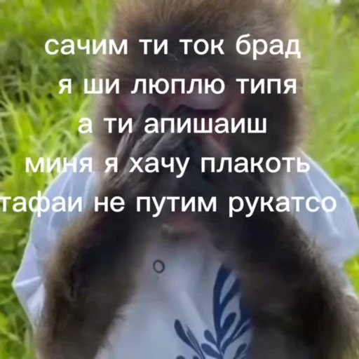 🐵 Стикер «Обезьяны ПОН» для Telegram