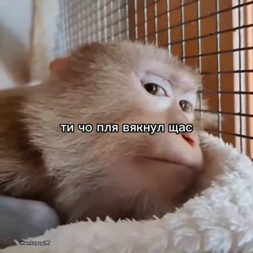 🐵 Стикер «Обезьяны ПОН» для Telegram