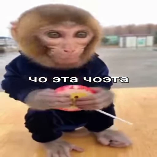 🐵 Стикер «Обезьяны ПОН» для Telegram
