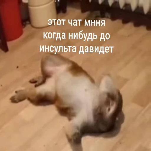 🐵 Стикер «Обезьяны ПОН» для Telegram