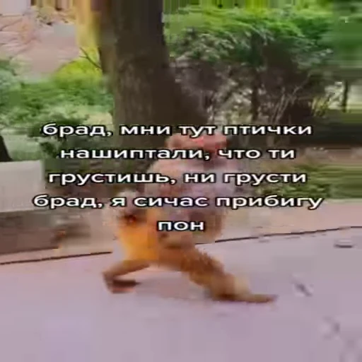🐵 Стикер «Обезьяны ПОН» для Telegram
