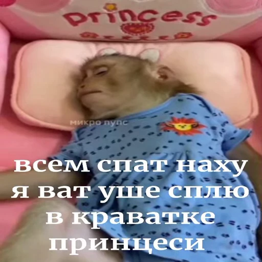 🐵 Стикер «Обезьяны ПОН» для Telegram