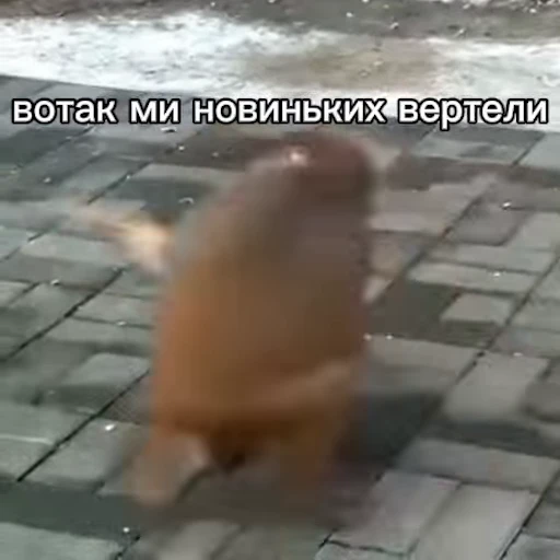 🙈 Стикер «Обезьяны ПОН» для Telegram