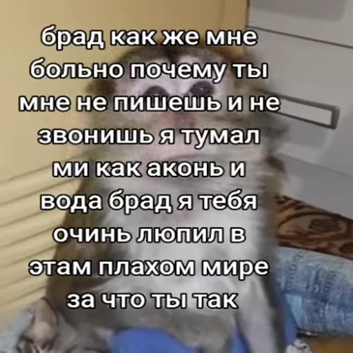 🐵 Стикер «Обезьяны ПОН» для Telegram