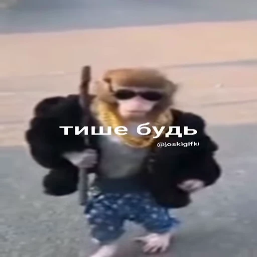 🐵 Стикер «Обезьяны ПОН» для Telegram