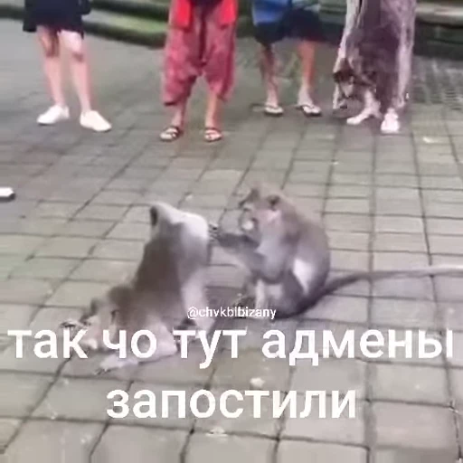 🐵 Стикер «Обезьяны ПОН» для Telegram