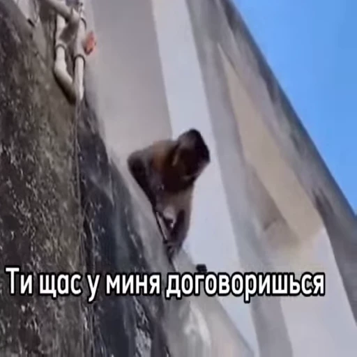 🐵 Стикер «Обезьяны ПОН» для Telegram