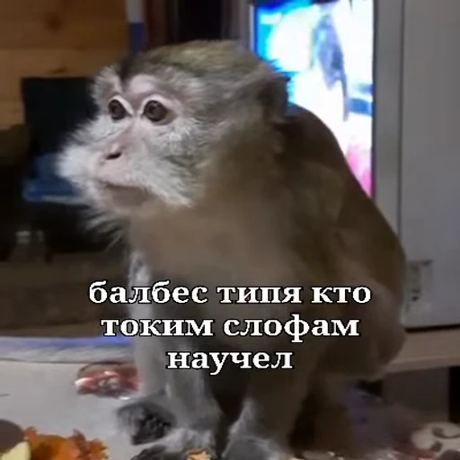 🐵 Стикер «Обезьяны ПОН» для Telegram
