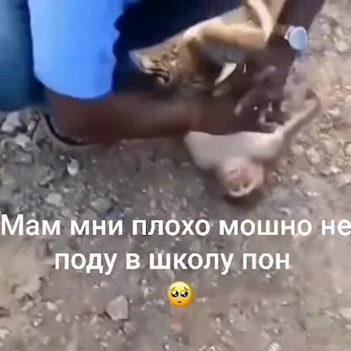 🐵 Стикер «Обезьяны ПОН» для Telegram