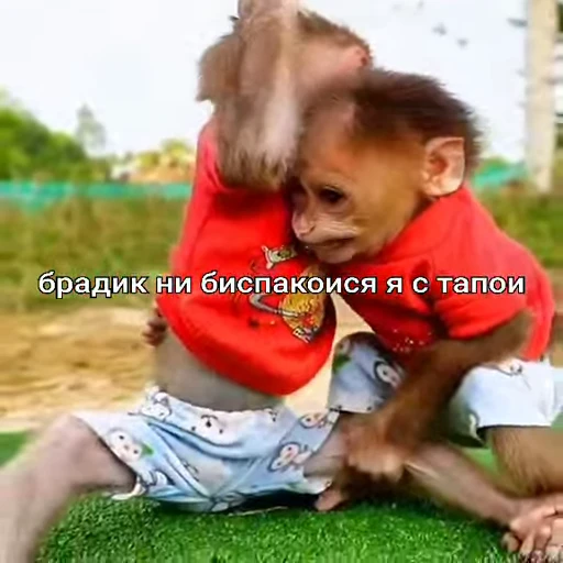 🐵 Стикер «Обезьяны ПОН» для Telegram