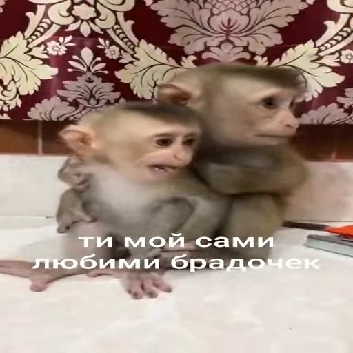🐵 Стикер «Обезьяны ПОН» для Telegram
