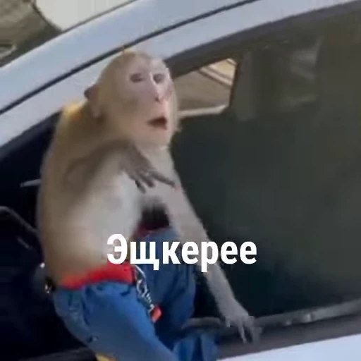 🐵 Стикер «Обезьяны ПОН» для Telegram