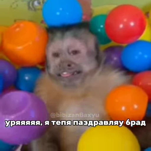 🐵 Стикер «Обезьяны ПОН» для Telegram