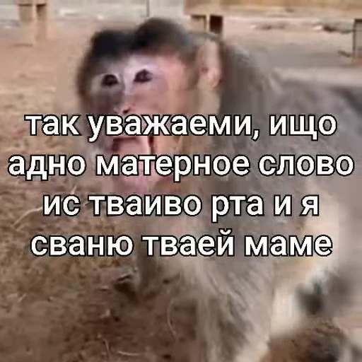 🐵 Стикер «Обезьяны ПОН» для Telegram