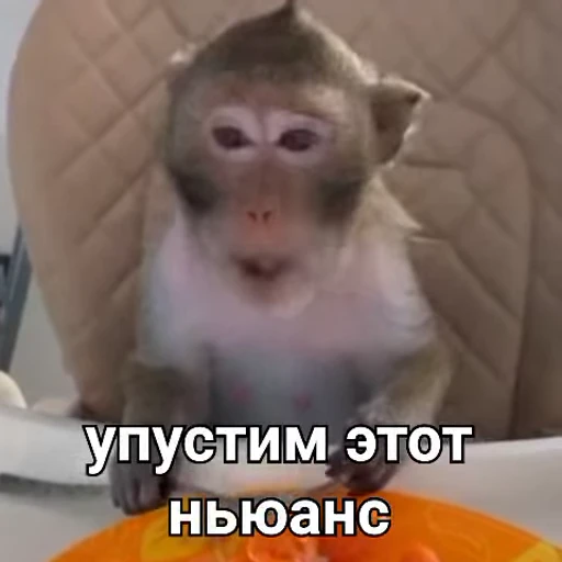 🙊 Стикер «Обезьяны ПОН» для Telegram
