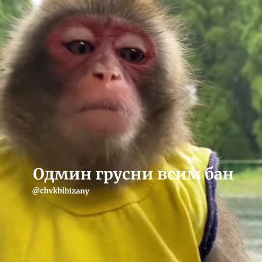 🐵 Стикер «Обезьяны ПОН» для Telegram