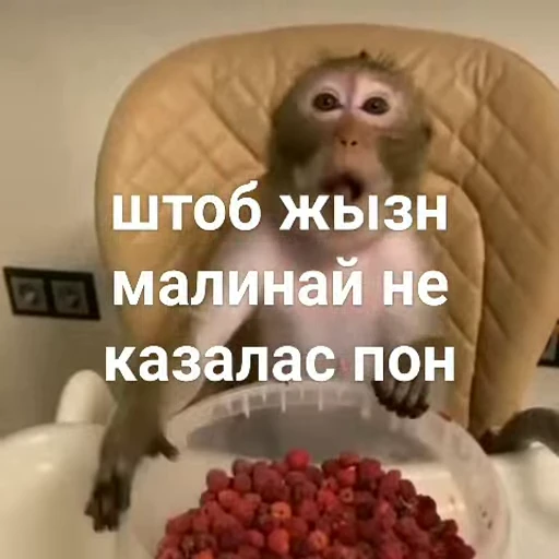 🐵 Стикер «Обезьяны ПОН» для Telegram
