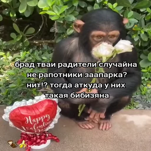 🐵 Стикер «Обезьяны ПОН» для Telegram