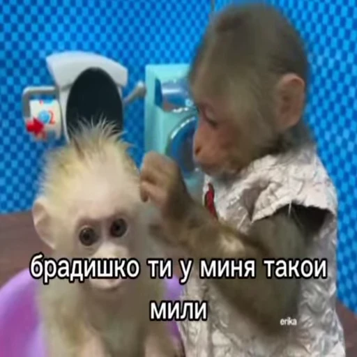 🐵 Стикер «Обезьяны ПОН» для Telegram