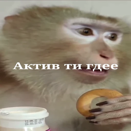 🐵 Стикер «Обезьяны ПОН» для Telegram
