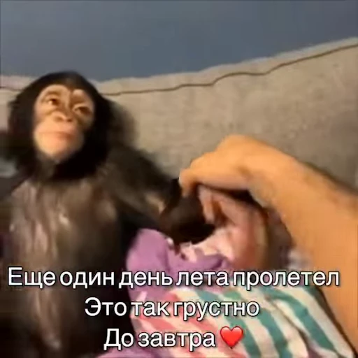 🥺 Стикер «Обезьяны ПОН» для Telegram