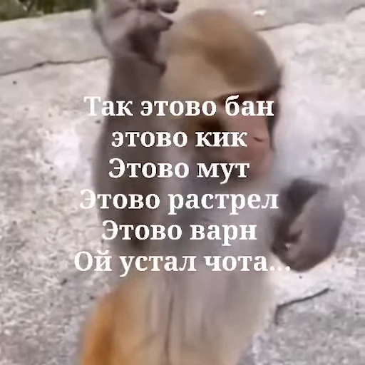 🐵 Стикер «Обезьяны ПОН» для Telegram