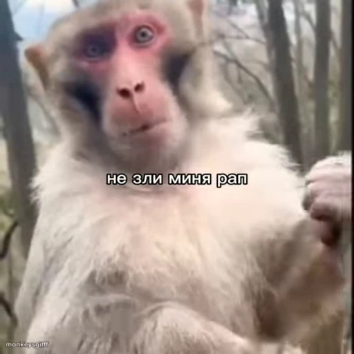 🐵 Стикер «Обезьяны ПОН» для Telegram
