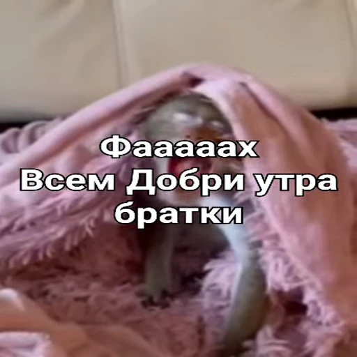 🐵 Стикер «Обезьяны ПОН» для Telegram