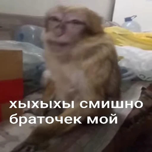 🐵 Стикер «Обезьяны ПОН» для Telegram