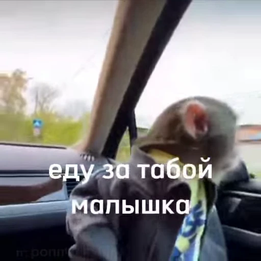 🐵 Стикер «Обезьяны ПОН» для Telegram