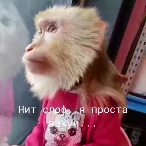 🐵 Стикер «Обезьяны ПОН» для Telegram