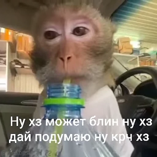 🤔 Стикер «Обезьяны ПОН» для Telegram