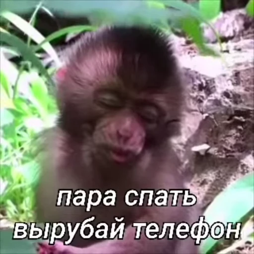 🐵 Стикер «Обезьяны ПОН» для Telegram