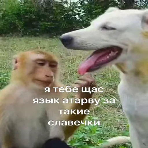 🐵 Стикер «Обезьяны ПОН» для Telegram